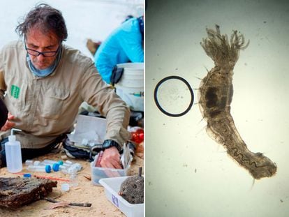 El biólogo Carlos Lasso durante una recolección de fauna y el gusano marino que fue descubierto en el río Orinoco