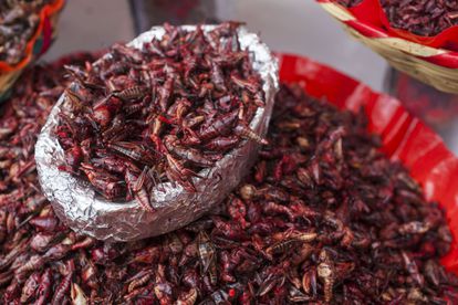 Eating about 100 grams of grasshoppers like these for sale in the Benito Juárez market in Oaxaca, Mexico, would allow you to replace the proteins offered by an average portion of meat.