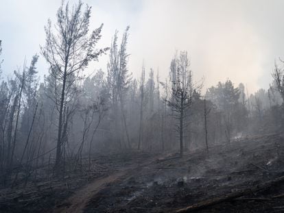 Forest consumed by a forest fire in the mountains of the Colombian municipality of Nemocón (Cundinamarca), on January 24, 2024.