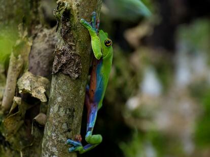 The endangered blue-sided leaf frog (Agalychnis annae) in a Costa Rican nature preserve; August 2022.