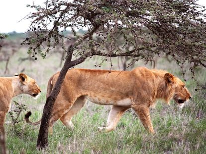 Lions in the Ol Pejeta reserve use acacia trees to ambush zebras but are now running out of them due to the arrival of invasive ants.
