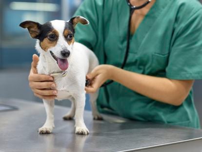 A dog being examined at a veterinary clinic.
