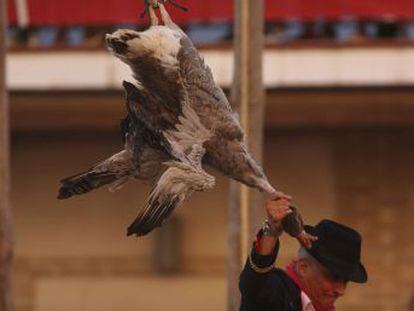 The “traditional” fiestas in El Carpio de Tajo used to involve live animals strung from a rope