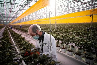 A worker at a cannabis plantation in Ontario, Canada, in January 2021.