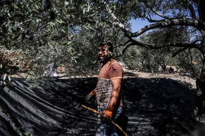 Mohamed Saed Al Hasan picks olives in a field in Salfit, West Bank, on November 6.