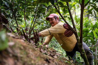 Farmer Rosalindo Guerrero in his cacao fields in Panguintza, Ecuador last March.