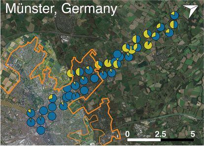 A map showing how populations of white clover able to produce hydrogen cyanide (yellow) barely exist in downtown Münster (Germany) and how the rate grows the further one gets from the city.