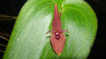 The new species of orchid, Pleurothallis villahermosae, was discovered at the Nevado del Ruíz Volcano in Caldas, Colombia.