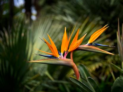 The 'Strelitzia' is known as the bird of paradise for its extraordinary flower in the shape of a crested bird's head.