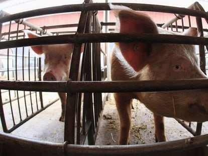 A hundred anesthetized pigs were put into cardiac arrest and 'resuscitated' an hour later.