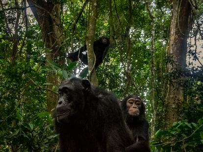 A chimpanzee carries her young in the Itoya Rainforest in Uganda.