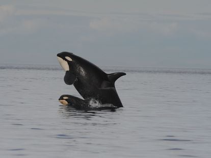 Killer whales off the North Pacific coast feed their male offspring throughout their lives by giving them some of the salmon they hunt.