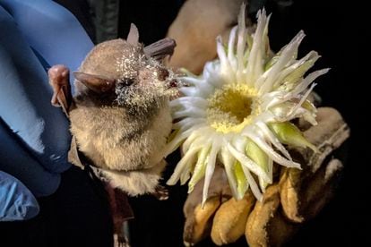 A Mexican long-tongued bat was recently found in downtown Mexico City.