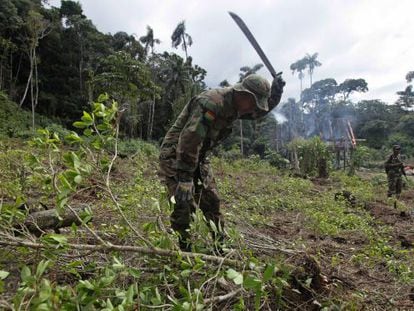A Bolivian soldier helps destroy an illegal coca field in a rural area.