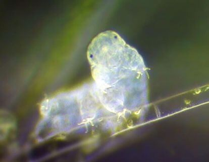 A light micrograph of a tardigrade. 