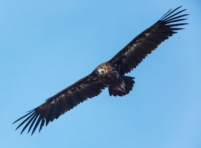 A Cinereous vulture, the largest bird in Spain. 