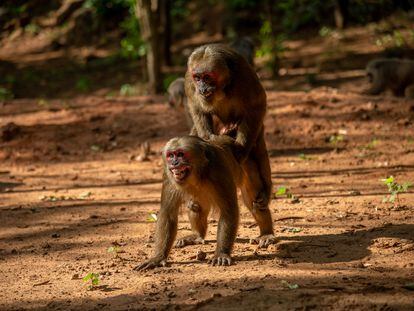 Two male tailed macaques in the Khao Krapook Khao Tormor nature reserve, Thailand.