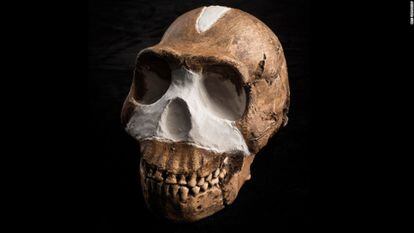 A ‘Homo naledi’ skull, found in South Africa.