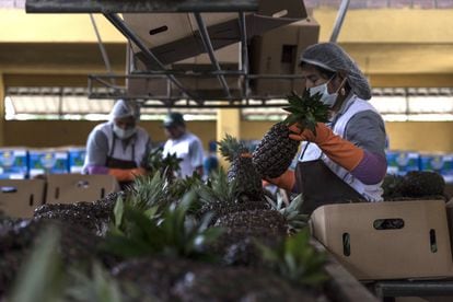 Employees sort fruit in a food processing plant in Cochabamba, Bolivia.