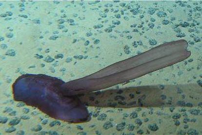 Sea cucumbers can be legally harvested in parts of the Pacific.