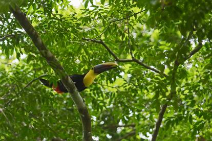 Yellow-throated Toucan, Ramphastos ambiguus, Canopy Camp in the Darien, Panama