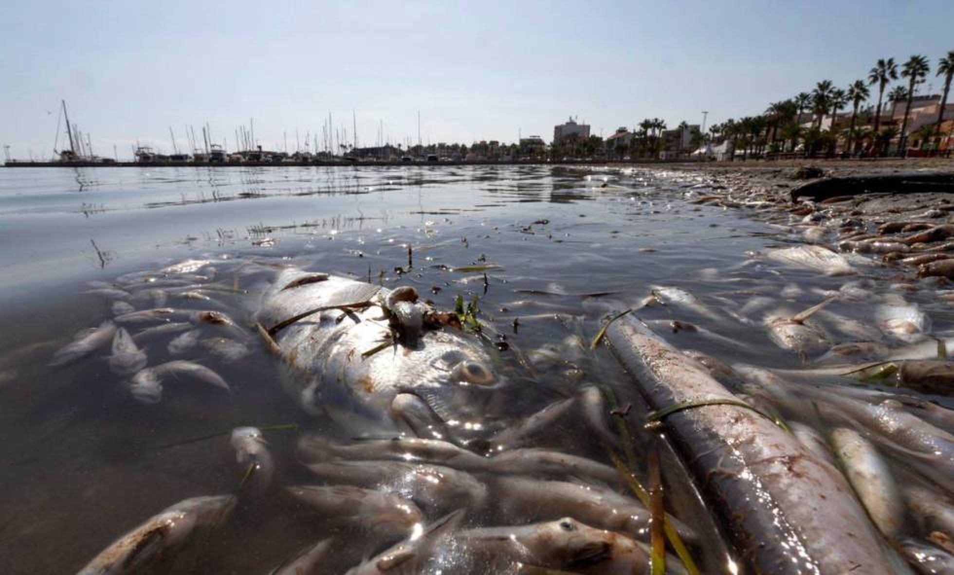 рыба в мертвом море