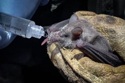 The recently found bat was fed by researchers at UNAM.