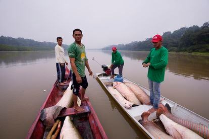 Fishermen transport their catch of pirarucú to a processing boat in Carauari (northwestern Brazil).