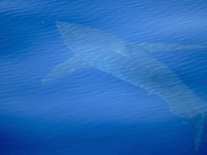A white shark or a shortfin mako? The verdict is not in yet.