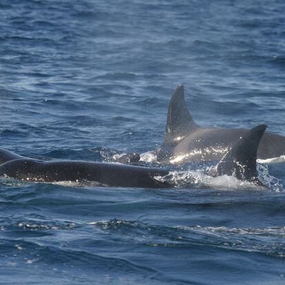 Orcas in the Strait of Gibraltar.