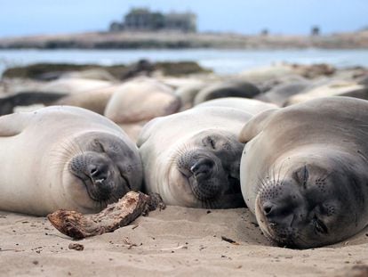 When they’re on the beach, elephant seals – like these two-month-old calves – spend up to 14 hours sleeping each day