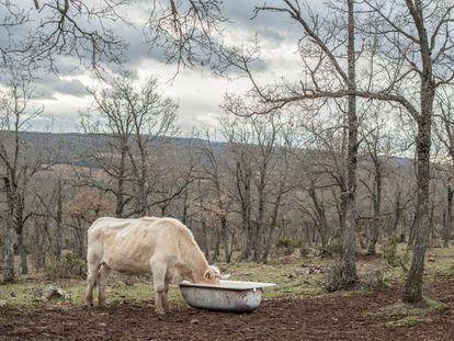 This cow drinking out of a bathtub – a typical trough in rural areas – belongs to the farm of young Juan’s uncle. Seven of the 11 residents of Selas are related. The child’s uncle and aunt have other jobs besides tending to a herd of around 100 cows. She is a school janitor in Molina de Aragón and he works as a forest ranger.