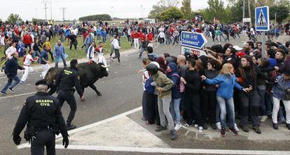 The bull ‘Rompesuelas’ runs by protestors at the 2015 Toro de la Vega.