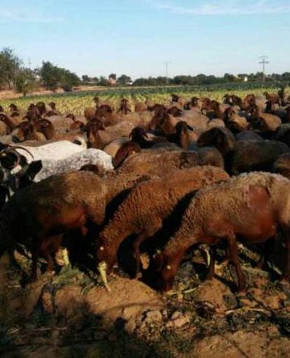 The endangered Guirra sheep are reddish in color.