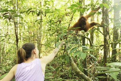 Esther, a tourist from Barcelona, ​​feeds a baby Bornean orangutan in the Tanjung Puting National Park.