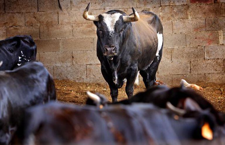 The world-famous bull Ratón, who became notorious after claiming a number of victims at local fiestas.