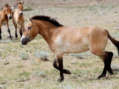 This photo taken on Thursday, June 16, 2011, shows four Przewalski's Horses after being released at the Khomiin Tal reservation in Western Mongolia.