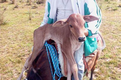 A newborn calf in the Barba Azul Reserve.