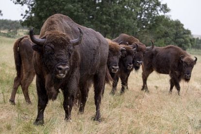 A herd of bison at Alberto Herranz's rural estate. 
