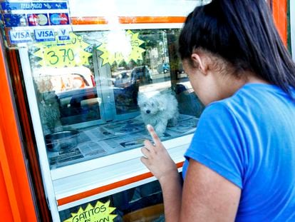 The sale of pets in stores is due to be banned under planned legislation.