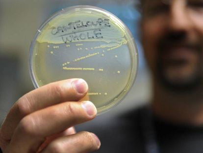 An employee at the Colorado public health department holds up a listeria sample.