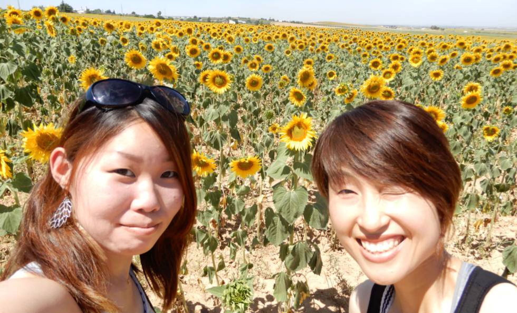 The sunflower fields of Carmona, Spain: Why are the Japanese so obsessed  with Spain's sunflowers? | Economy and Business | EL PAÍS English