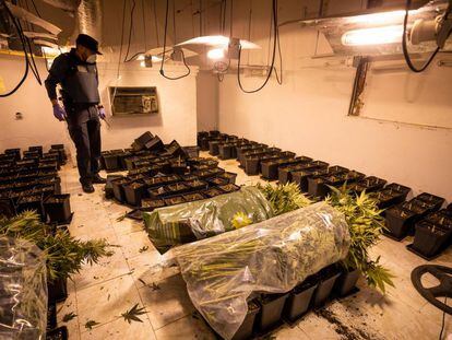 The Civil Guard raids a property with cannabis plants on the outskirts of Granada.