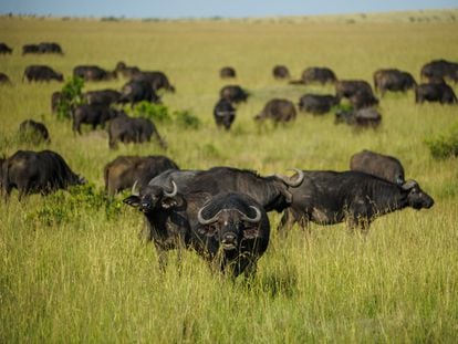 Wild buffalo in Kenya’s Masai Mara National Reserve, on March 2, 2023.
