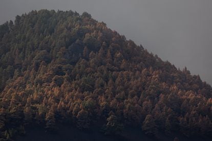 A pine forest, five kilometers north of the crater, which has been affected by volcanic gasses. 