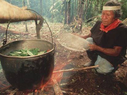 A shaman boils leaves to prepare ayahuasca.