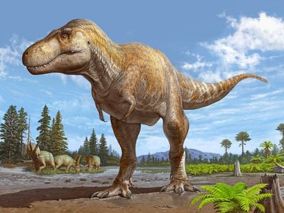 A reconstruction of a Tyrannosaurus Mcraeensis.