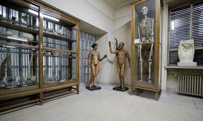 The skeleton of Pedro Antonio Cano, at the Javier Puerta Anatomy Museum in Madrid.