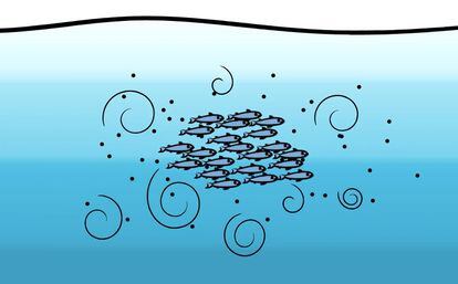 Illustration created by the research team, showing the eddies created by the anchovies.