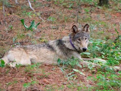 In this February 2021, photo released by California Department of Fish and Wildlife, shows a gray wolf (OR-93) near Yosemite, Calif.